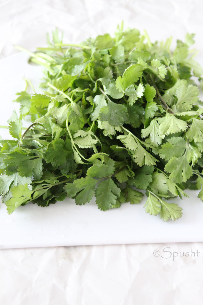 Spusht How to store coriander leaves and keep cilantro fresh