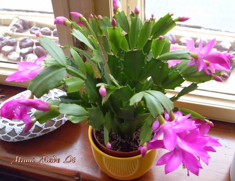 Weihnachtskaktus (schlumbergera)