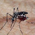 Imunidade adquirida pelo vírus da dengue pode proteger contra o da zika