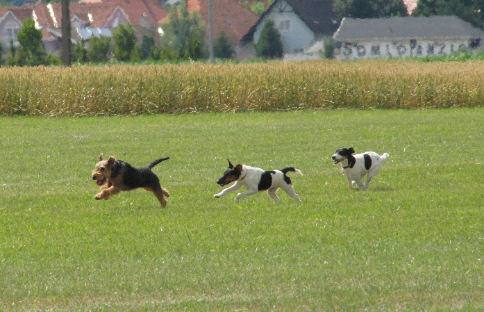 terrierek.PNG