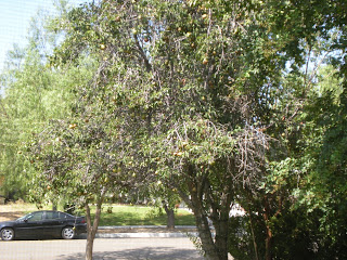 Southern California Gardening