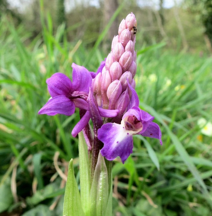 Bourgeons d'Orchis mâle Bourgeons d'Orchis mâle