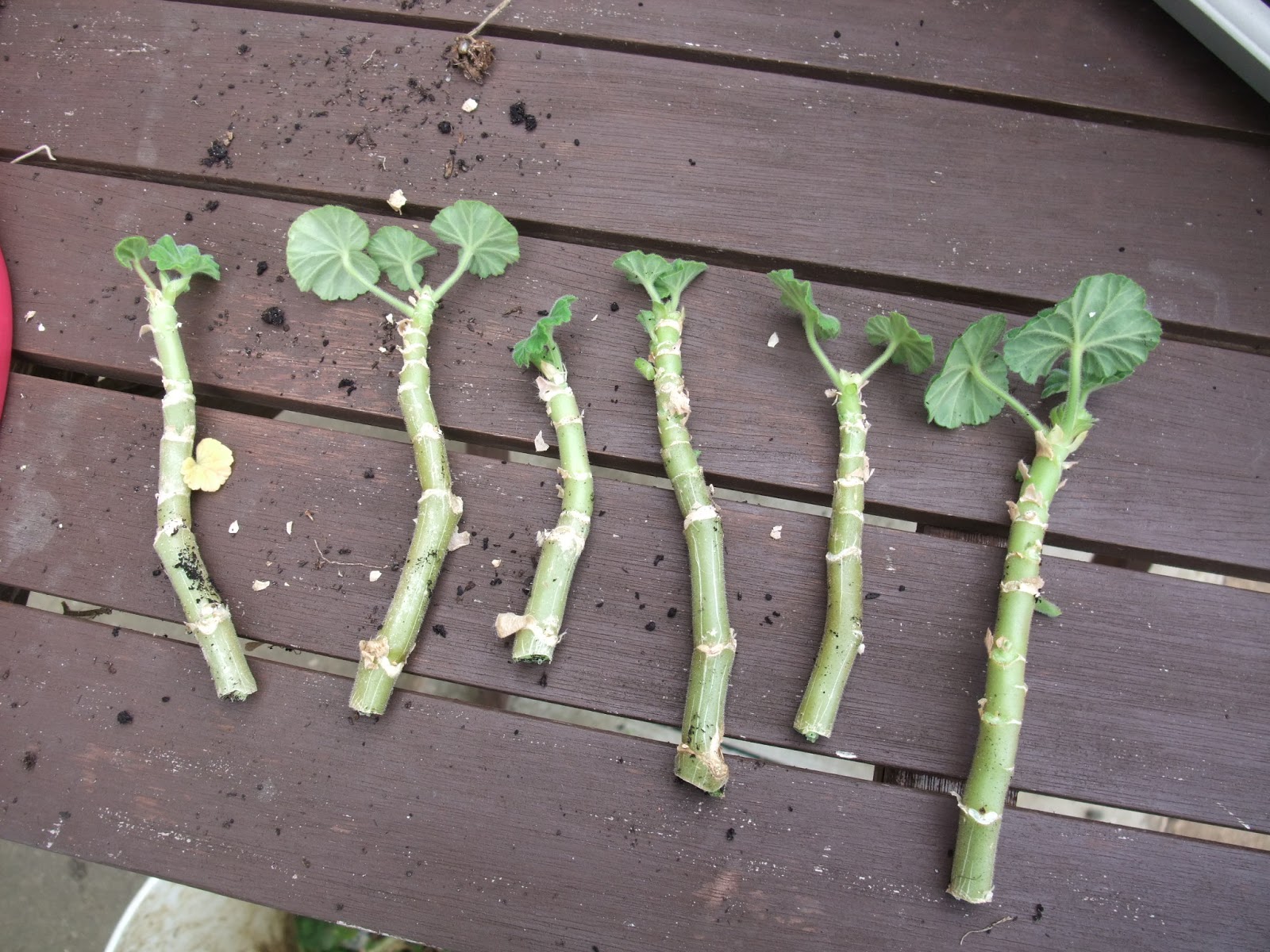 My Life in the country. Geranium cuttings