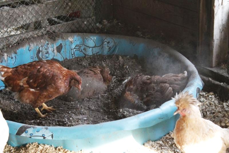 Natural Way To Kill Mites On Chickens Natural Way To Kill Mites On Chickens
