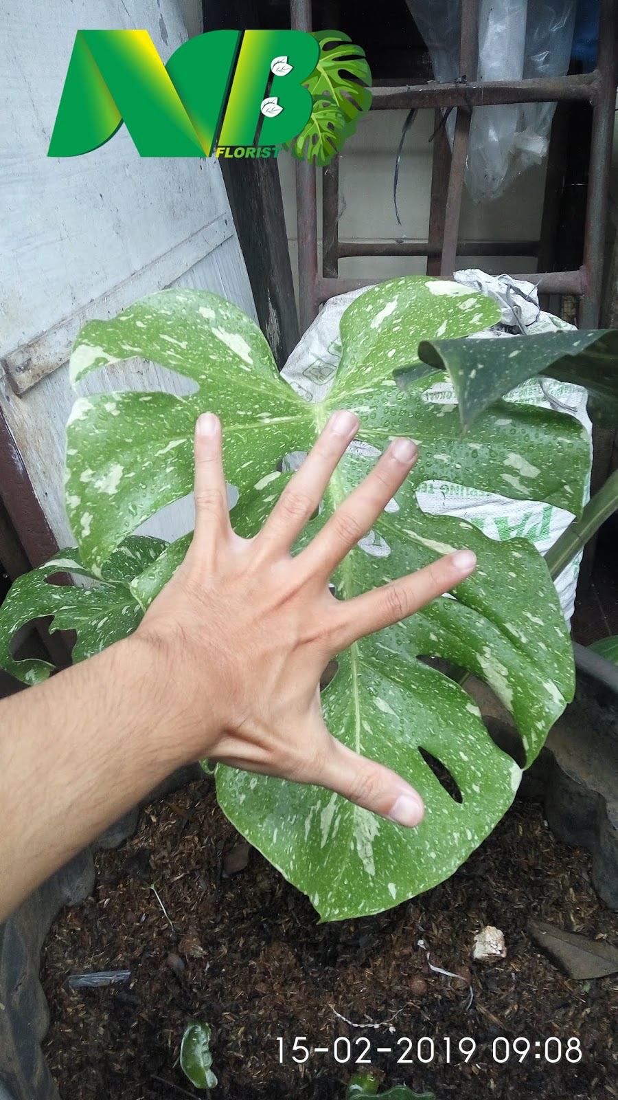 Perkembangan Philodendron Mostera Variegata