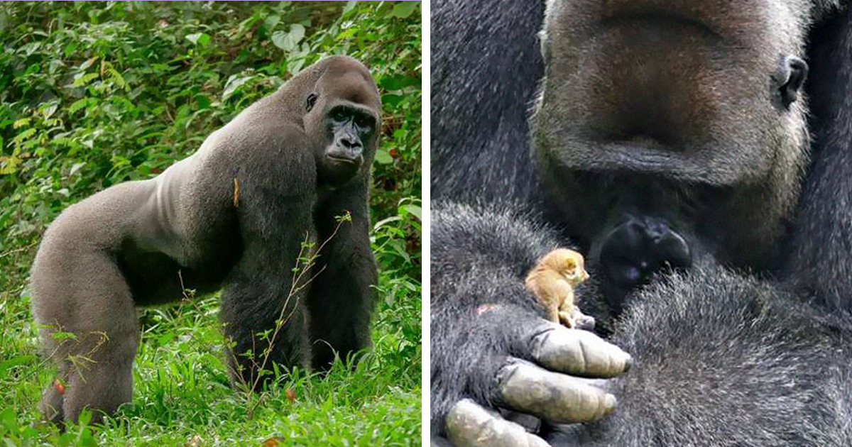 24-Year-Old Dominant Gorilla Met A Tiny Creature In The Forest, And A Heartwarming Moment Followed 24-Year-Old Dominant Gorilla Met A Tiny Creature In The Forest, And A Heartwarming Moment Followed