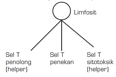 Tiga macam sel T Tiga macam sel T
