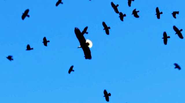 Bald Eagle and American Crows