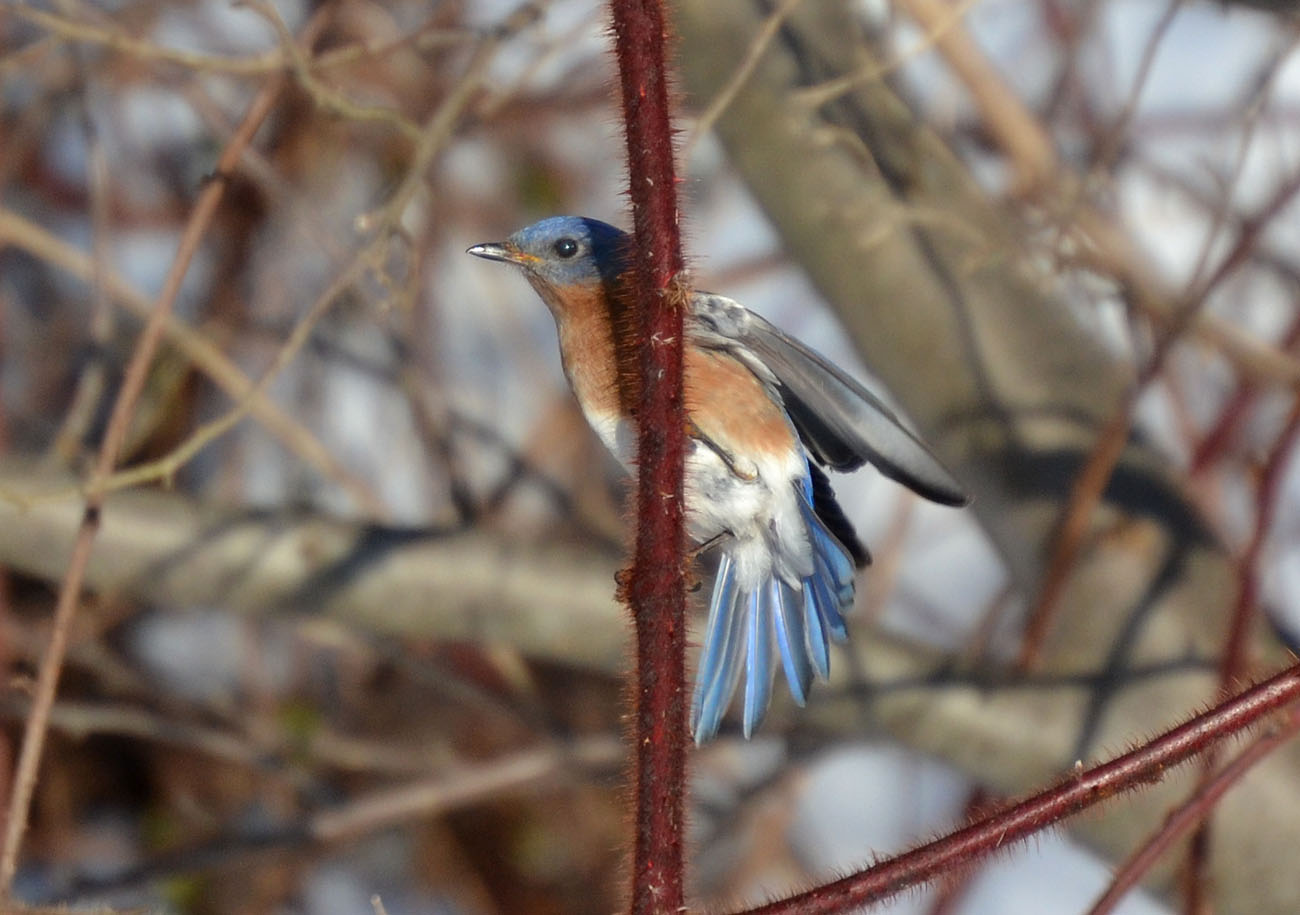 Woods Walks and Wildlife: Heralds of Spring