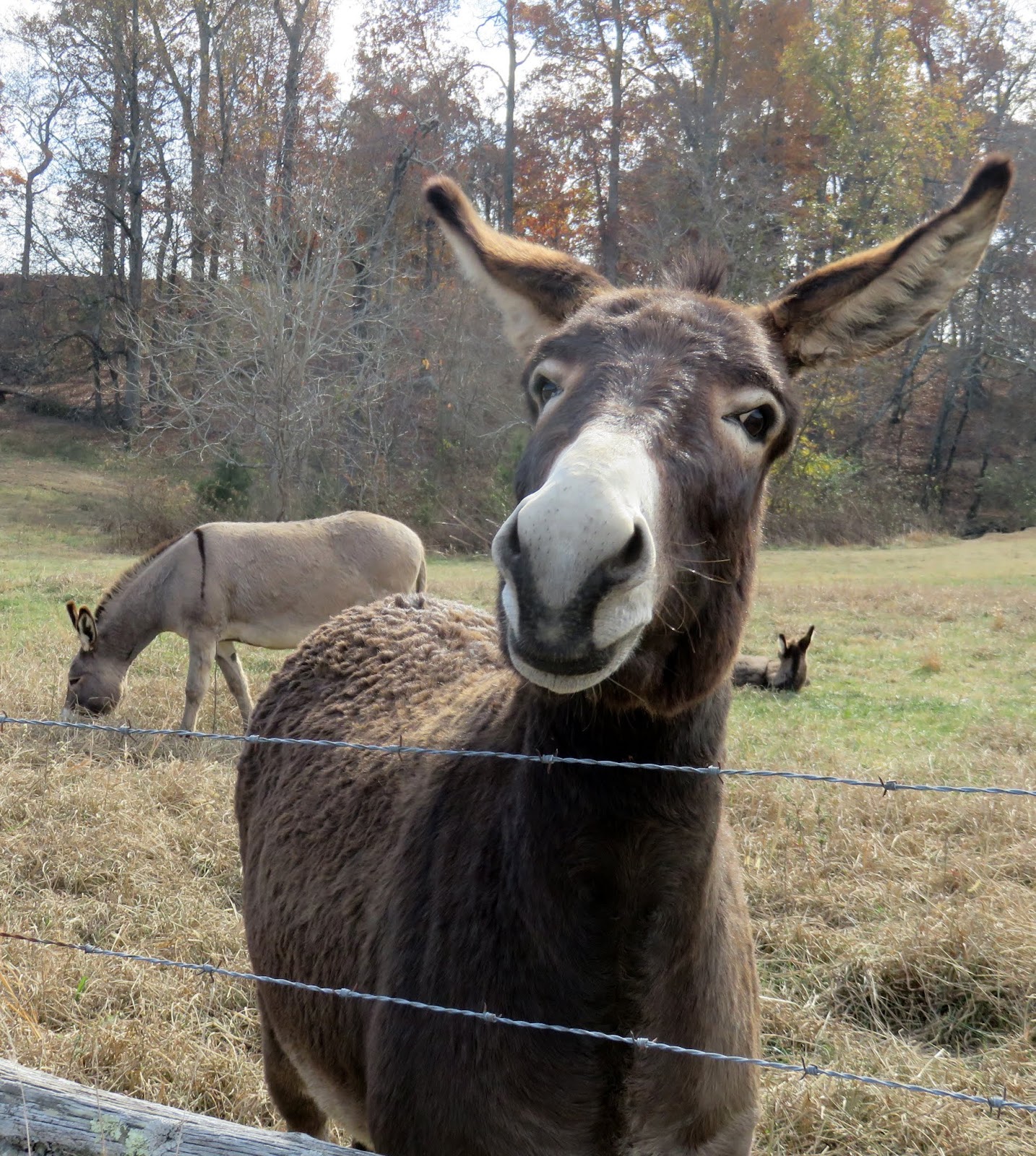 Unbelievable! What Donkeys *Really* Eat (It'S Not Just Hay!) - ogvraa3