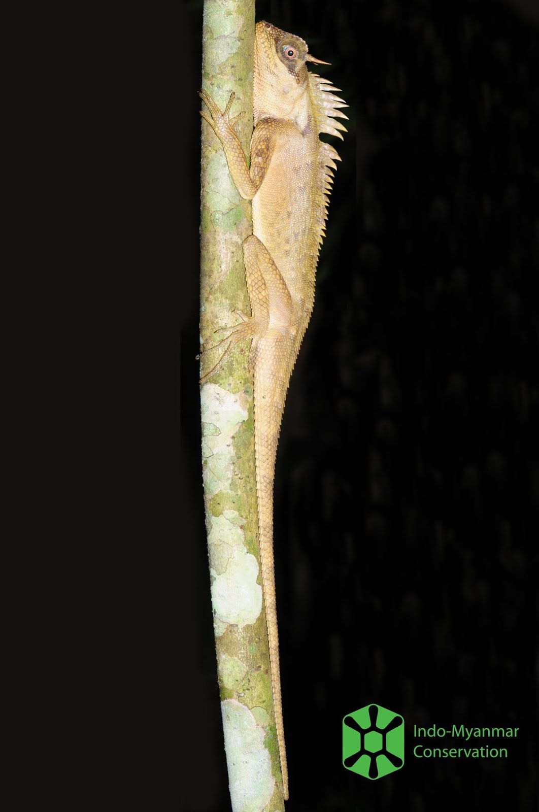 Species New to Science [Herpetology • 2018] Acanthosaura murphyi • A