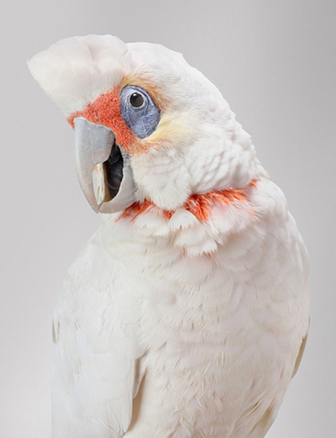 Leila Jeffreys parrots photography
