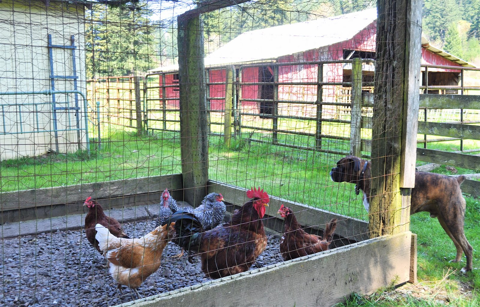 LuAnn Kessi Chicken Yard...