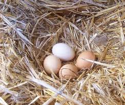 RÜYA TABİRLERİ VE ANLAMLARI: Rüyada yumurta görmek,kırık yumurta görmek