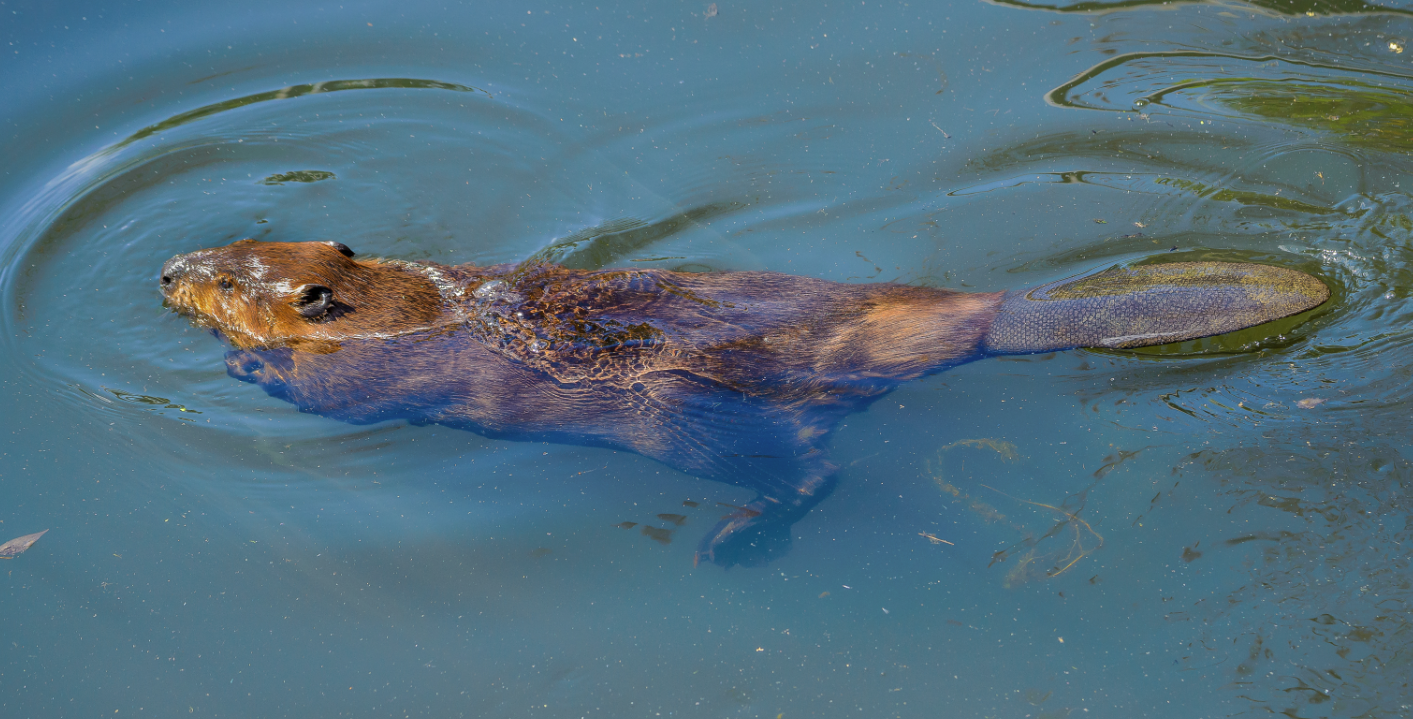 Shoreline Area News Wild Creatures among us Beavers and Mountain