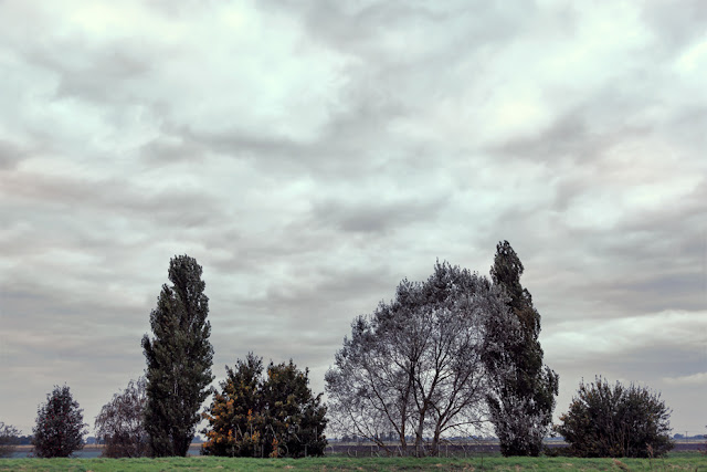 Different tree shapes line the Old Bedford River Trees along the Old Bedford River at Ouse Washes in the Cambridgeshire Fens
