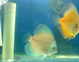 Menjodoh ikan discus Tahap menunggu menetas