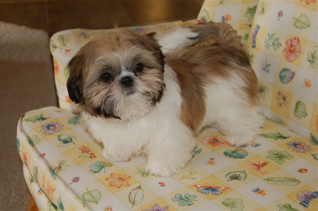 O que fazer com shih tzu que se recusam a comer ração Shih tzu comendo petisco