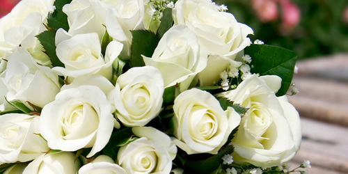 50 Gambar  Mawar  Putih Yang Cantik Explore IT