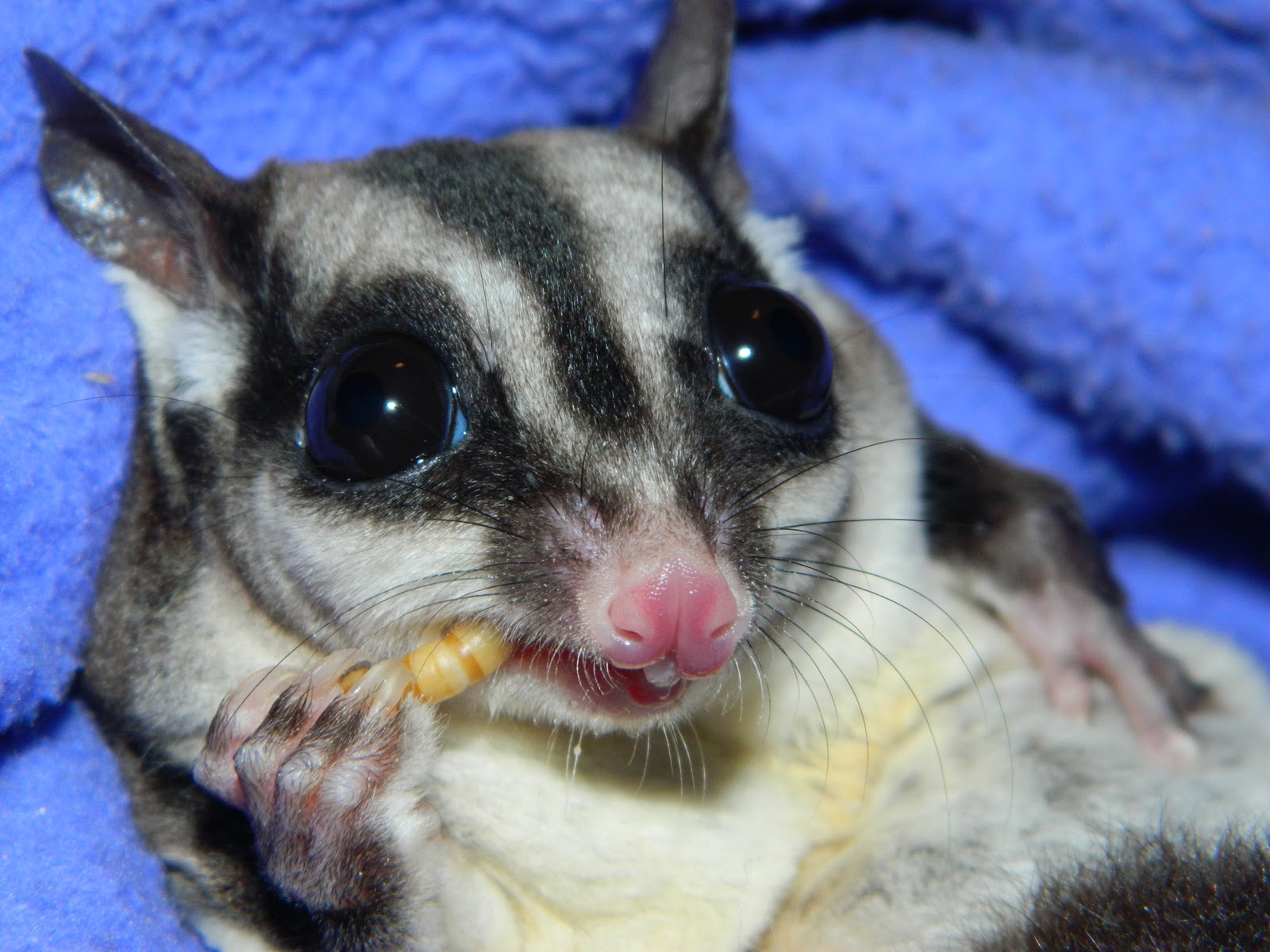The Compulsive Ramblings Of A Philotherian Sugar Glider Closeup...
