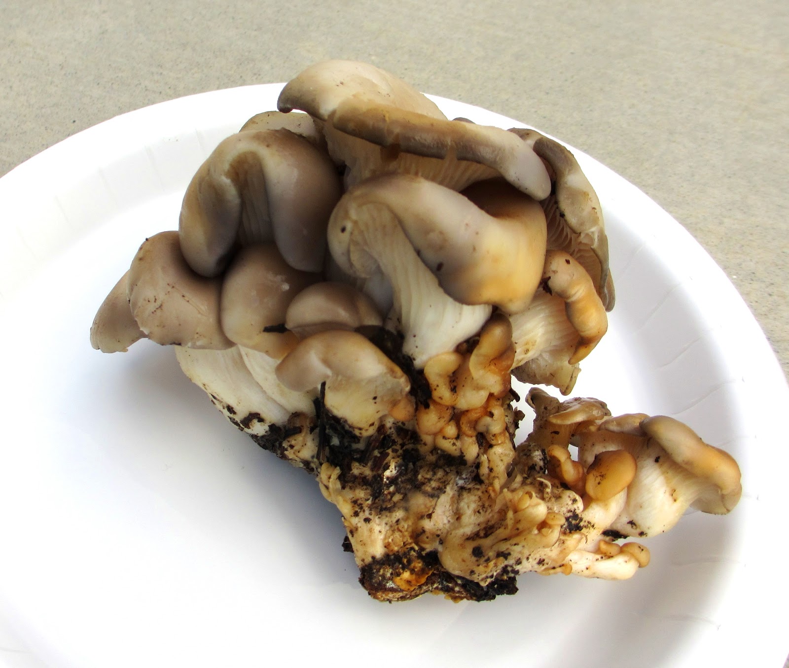 Cannundrums Wild King Trumpet Mushrooms