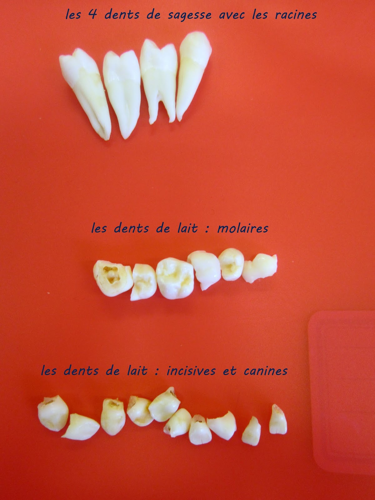 Comment Dit On Dentifrice En Anglais Le blog de Cathnounourse: hygiène bucco-dentaire