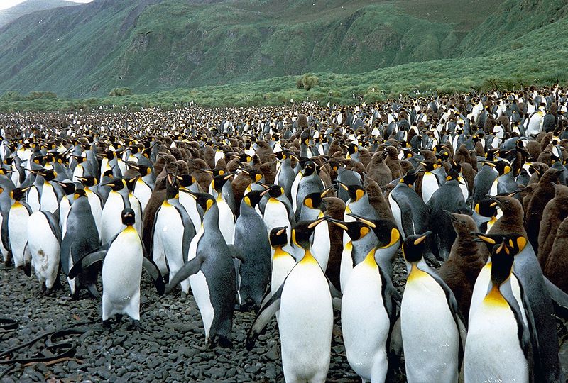 Colonias de leones marinos y pingüinos emperador p62209