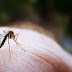 Επτά φυσικοί τρόποι για να απωθήσετε τα κουνούπια