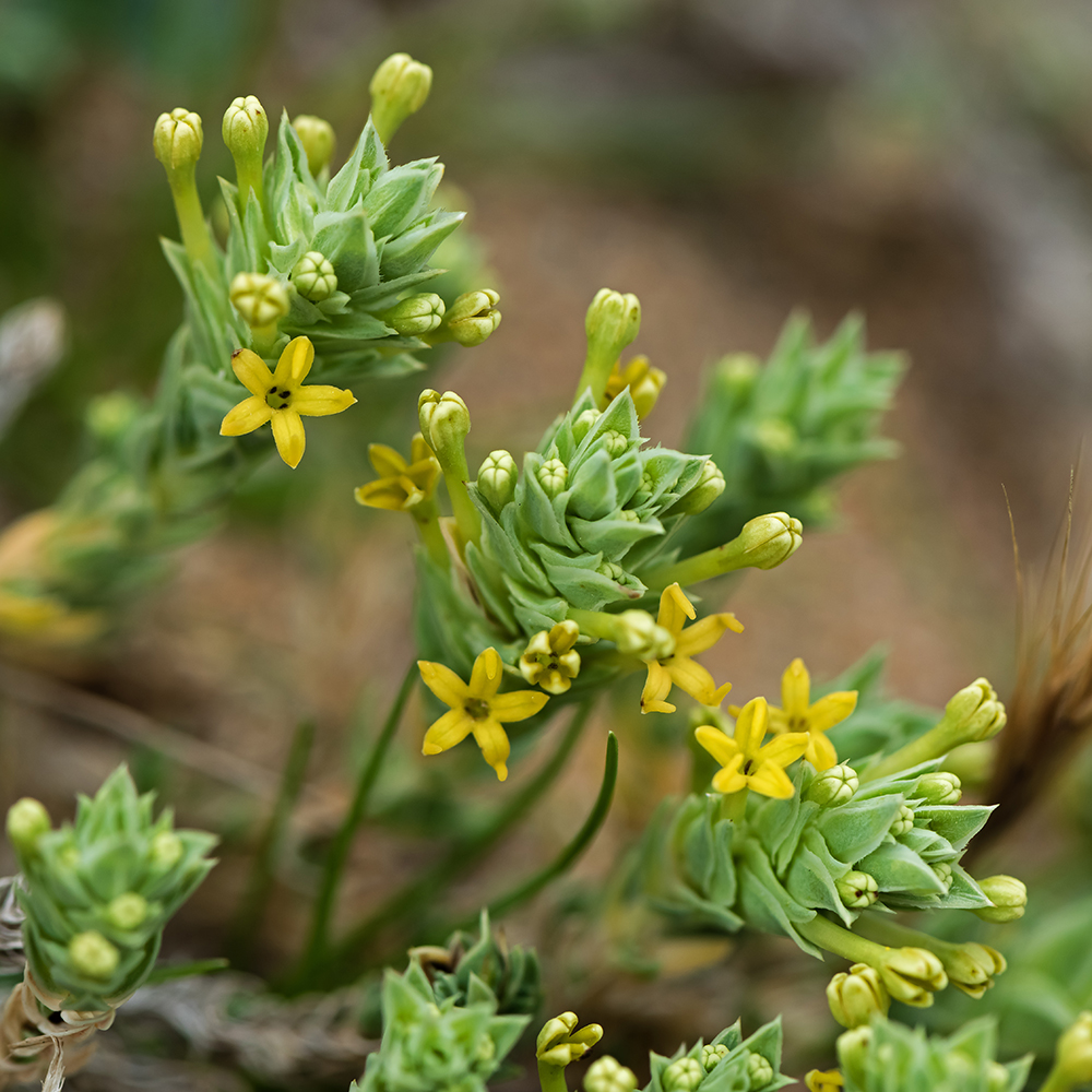 Flores y Paisajes de Asturias Crucianella maritima