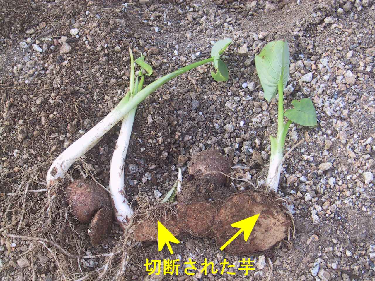 里芋から新芽 親芋・子芋・傷芋を植える 家庭菜園を浜名湖南岸で