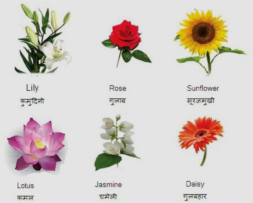 flower pictures and names flower pictures and names