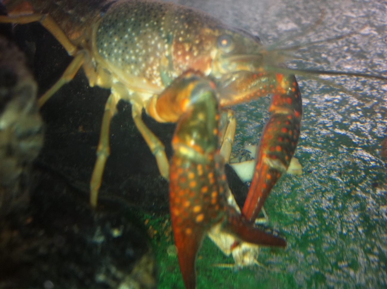 kidstongLittle Science Museum crayfish vs
