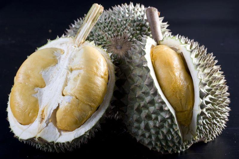 Musang black king vs thorn Durian Black