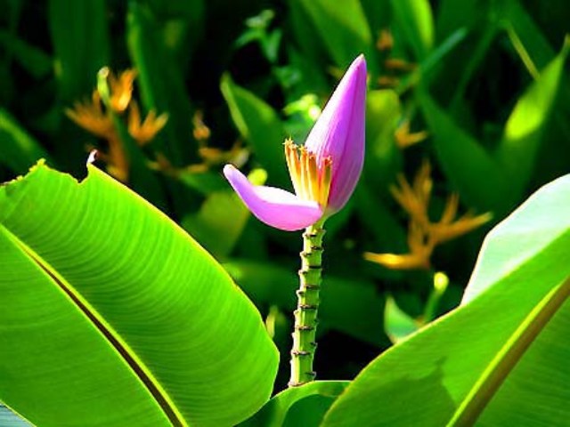 Pictures Of Flowers For Wallpaper Pictures Of Flowers For Wallpaper