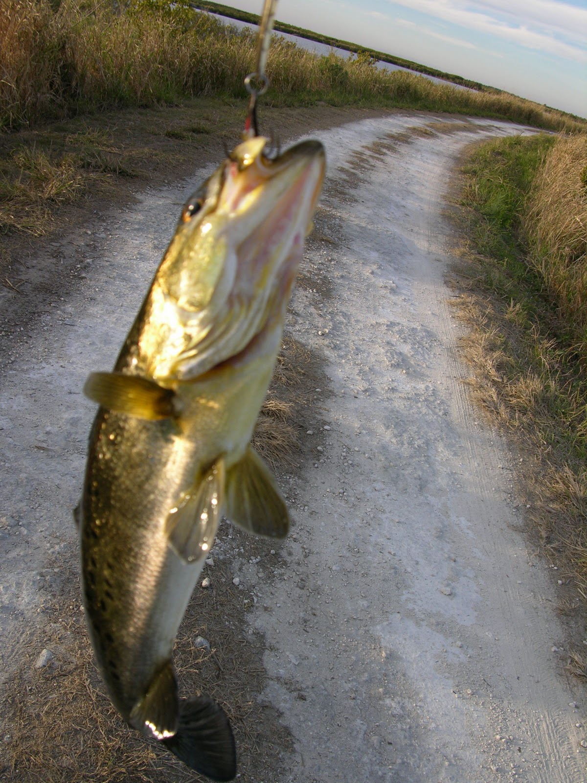 Mosquito Lagoon & Indian River Fishing Gator Trout In The Marsh Canals