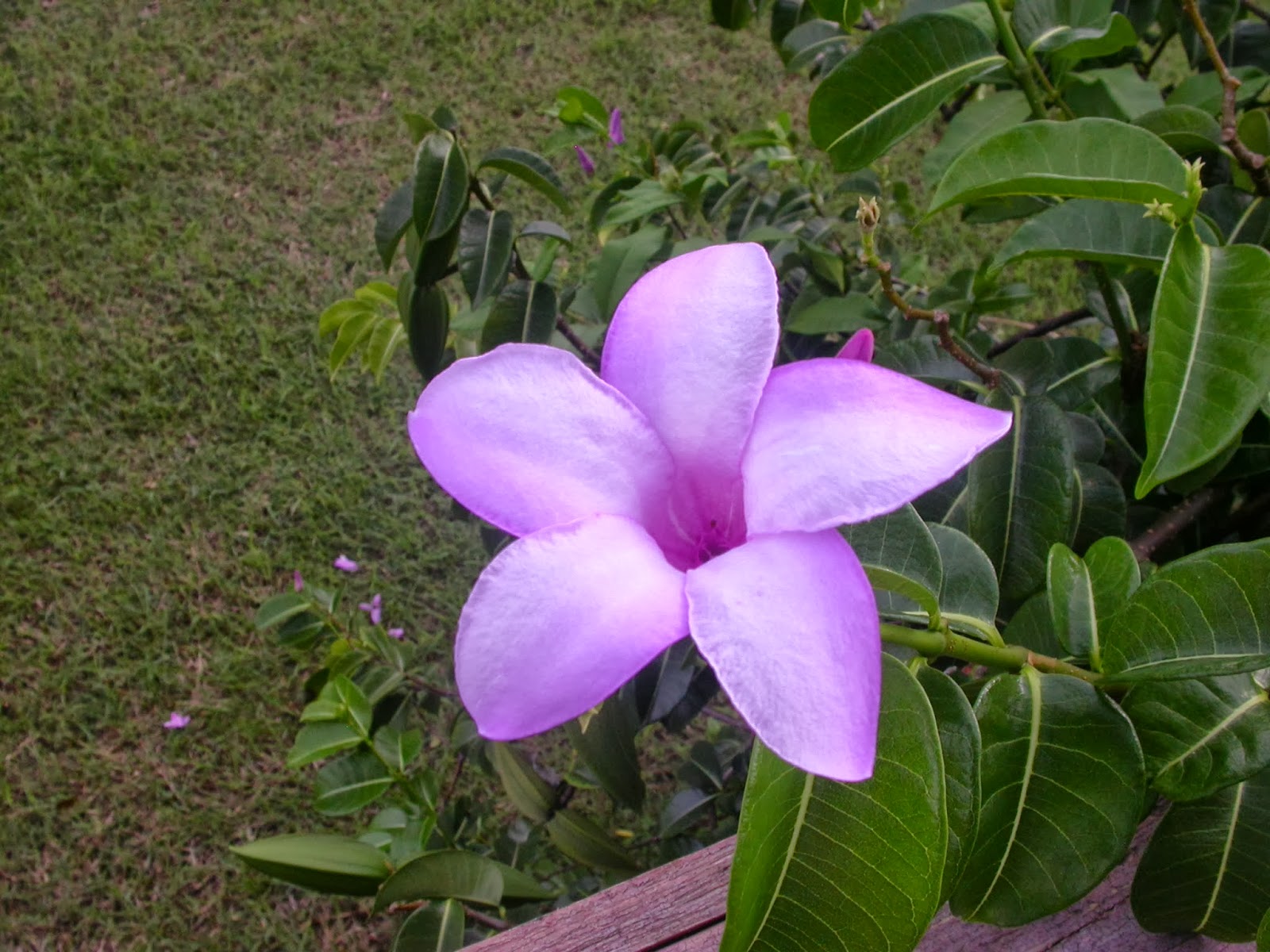 Barbados Flora & Fauna: Tropical Flowers of Barbados