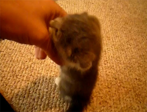 Video : おもちゃみたいなマンチキンの子猫 ! !