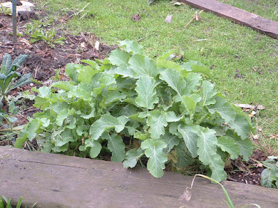 Photo of a clump of short, smooth leaf kale in a garden bed
