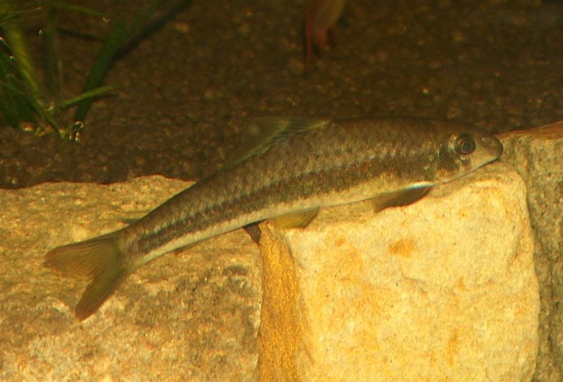 Fish Pictures Flying fox (fish) Epalzeorhynchos kalopterus