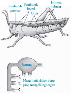  Sistem  Peredaran  Darah  pada Serangga Insekta Panduan 