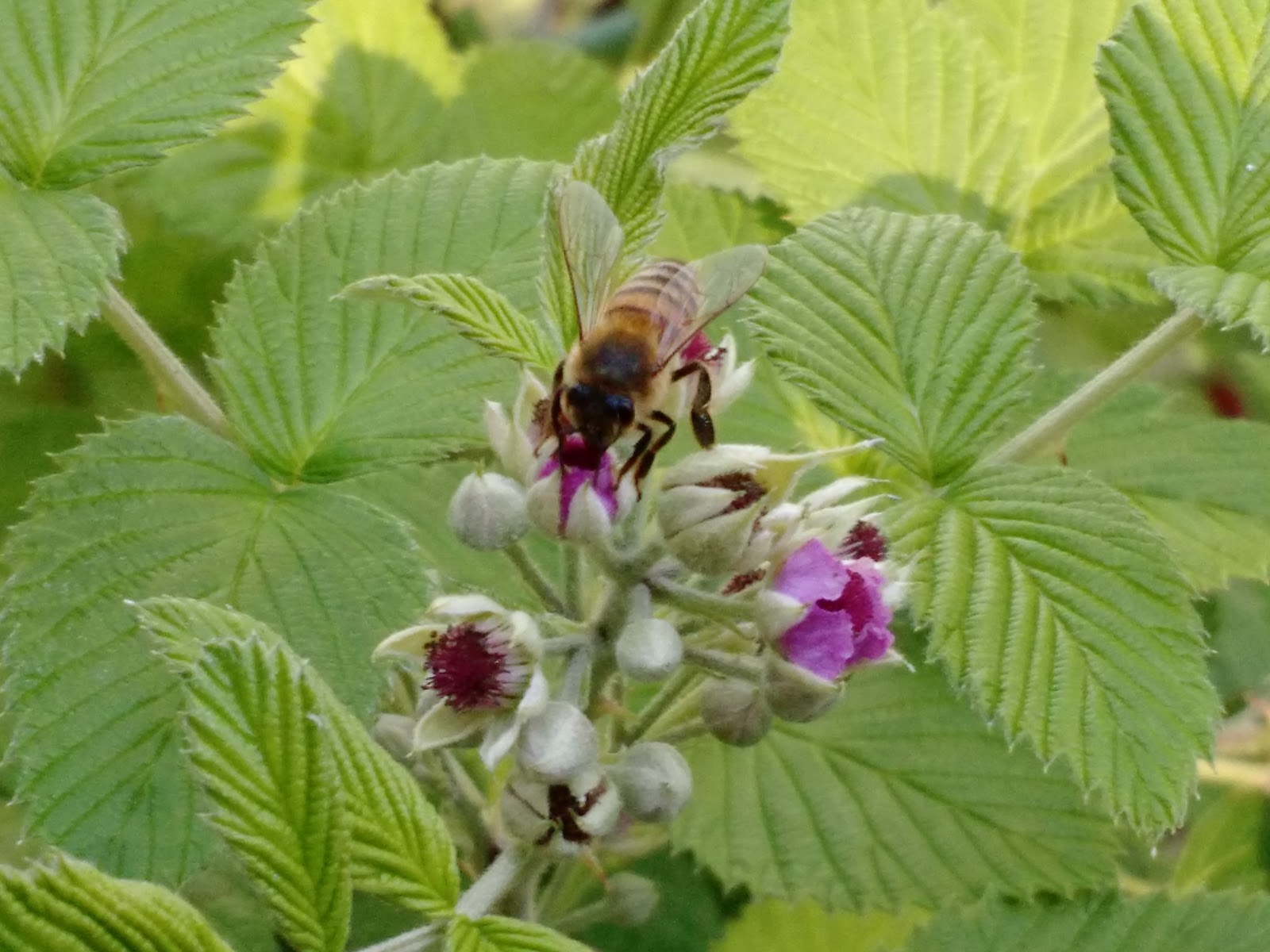 Simply Living Who says you can't grow raspberries in Florida!