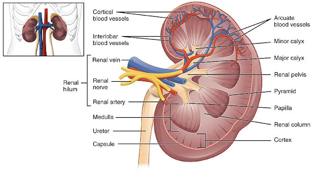 These 7 changes started in the body, understand that your kidneys are starting to worsen These 7 changes started in the body, understand that your kidneys are starting to worsen
