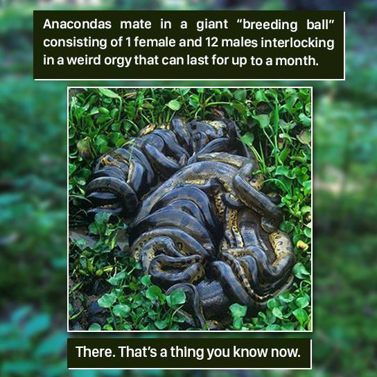 anacondas.jpg