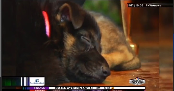 Service Dogs For Ptsd Tennessee Service Dogs For Ptsd Tennessee