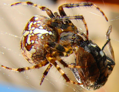 Spinnen, spider, araignée, arañas, ragno, паук, con nhện Spinnen, spider, araignée, arañas, ragno, паук, con nhện, Spinning, spin, tjerrje, predenje, предене, ämblik, hämähäkki, araignée, αράχνη, labah-labah, ragno