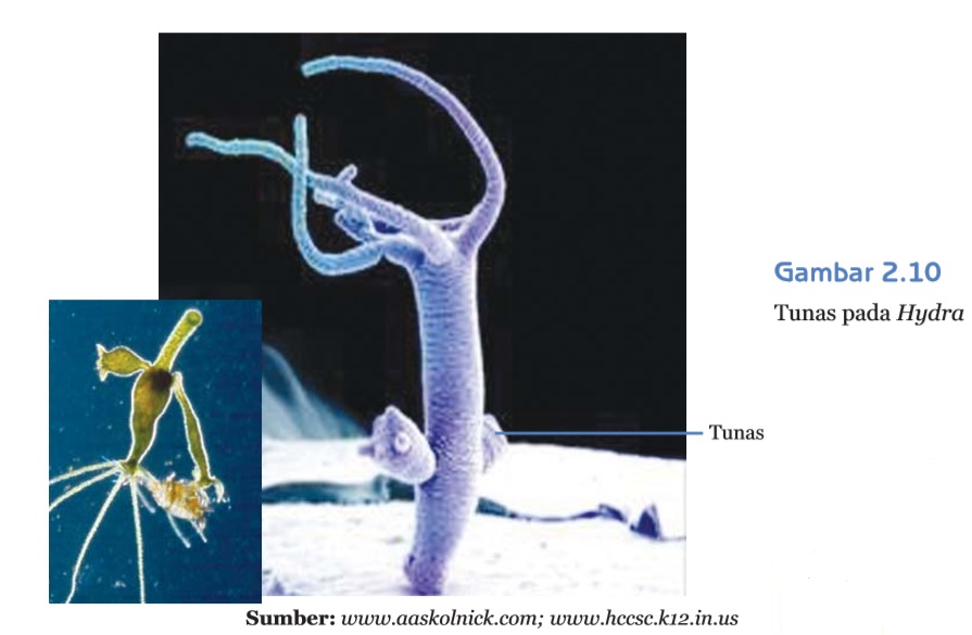 JenisJenis Perkembangbiakan pada Hewan MUH IMRAN BLOG