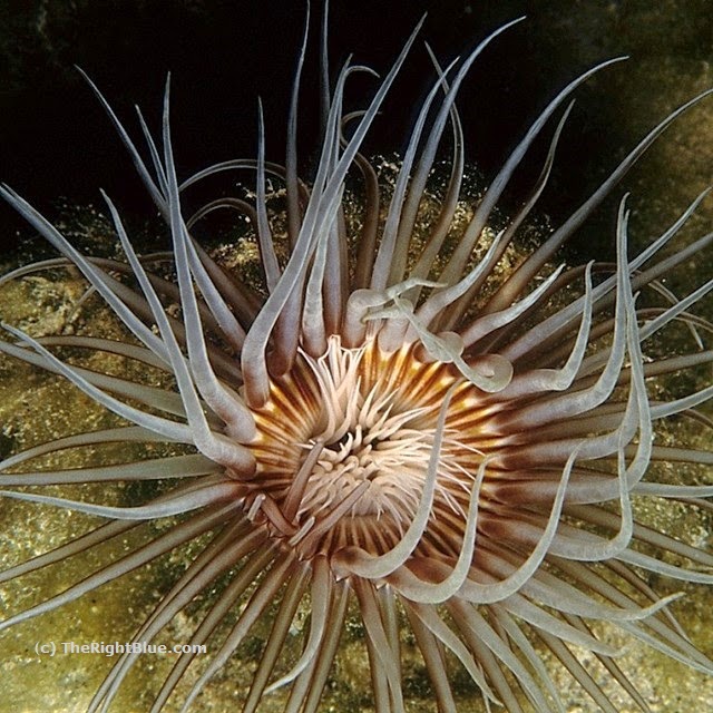 Cerianthid "tube anemone" - Hawaii