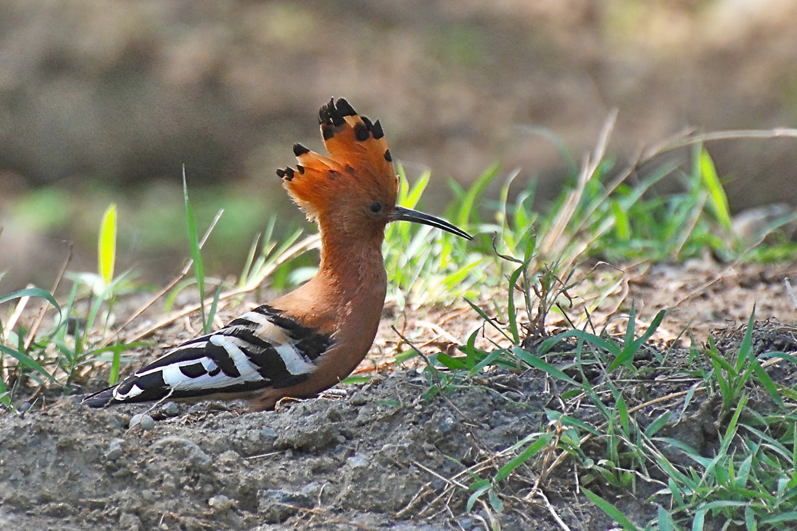 Our Adventures Favourite Kenyan birds...
