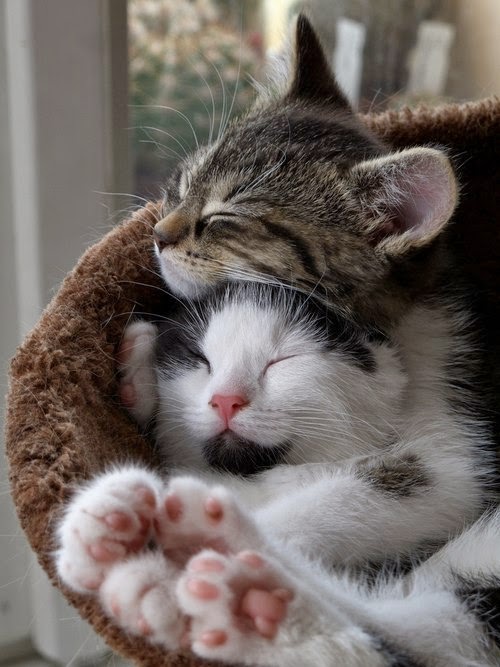 150 gambar kucing lucu dan imut termasuk anggora, persia, dan maine coon 150 gambar kucing lucu dan imut termasuk anggora, persia, dan maine coon