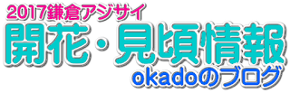 2017鎌倉アジサイ情報